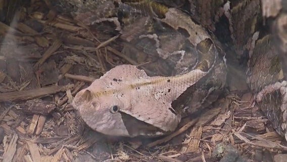 Slither over to the Brookfield Zoo Chicago