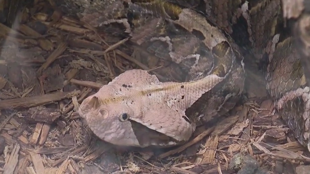 Slither over to the Brookfield Zoo Chicago