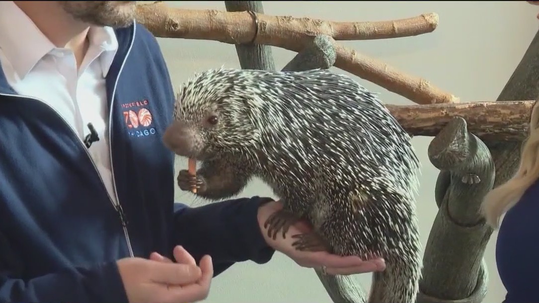 PJ the porcupine turns 2 years old at Brookfield Zoo