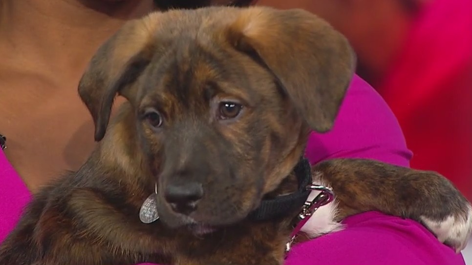 Adoption never looked cuter with PAWS Chicago