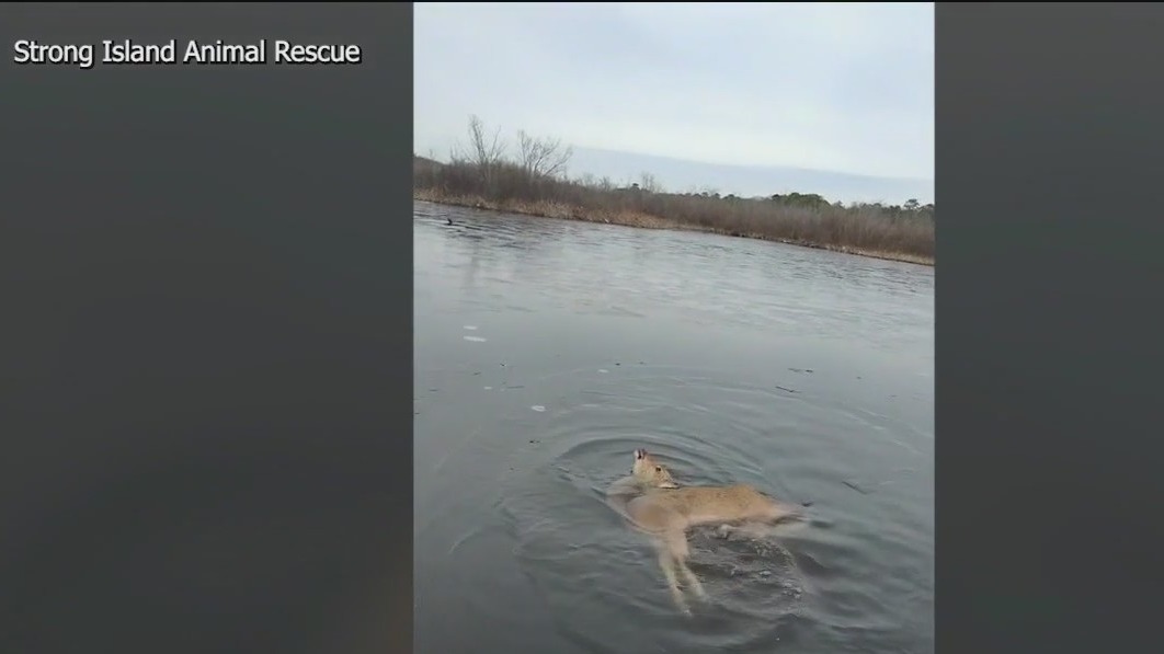 Deer rescued after falling into frozen river