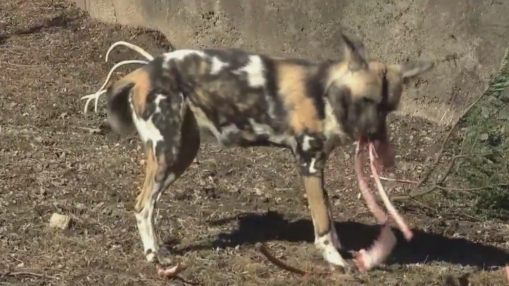 Brookfield Zoo Chicago cares for African painted dogs