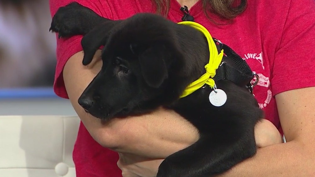 PAWS Chicago looking to pair pets with their forever homes