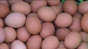 Amid rising egg prices, farmers turn to AI to produce more