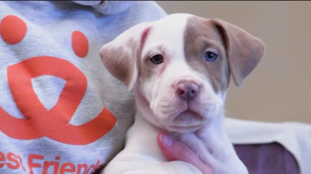 The do's and don'ts when getting a new puppy