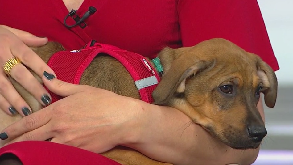 Heartland Animal Shelter has puppies up for adoption