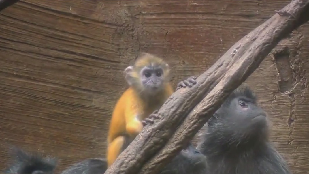 Rare baby monkey debuts at Bronx Zoo