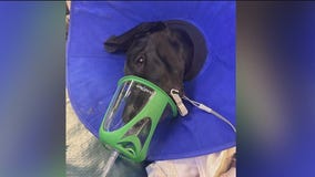 Illinois man charged with animal cruelty after 19 dogs found in filthy conditions