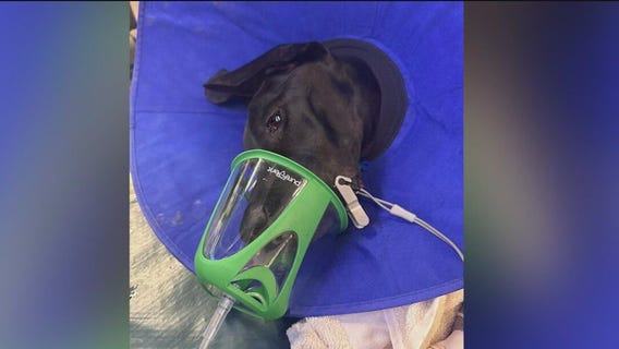 Illinois man charged with animal cruelty after 19 dogs found in filthy conditions