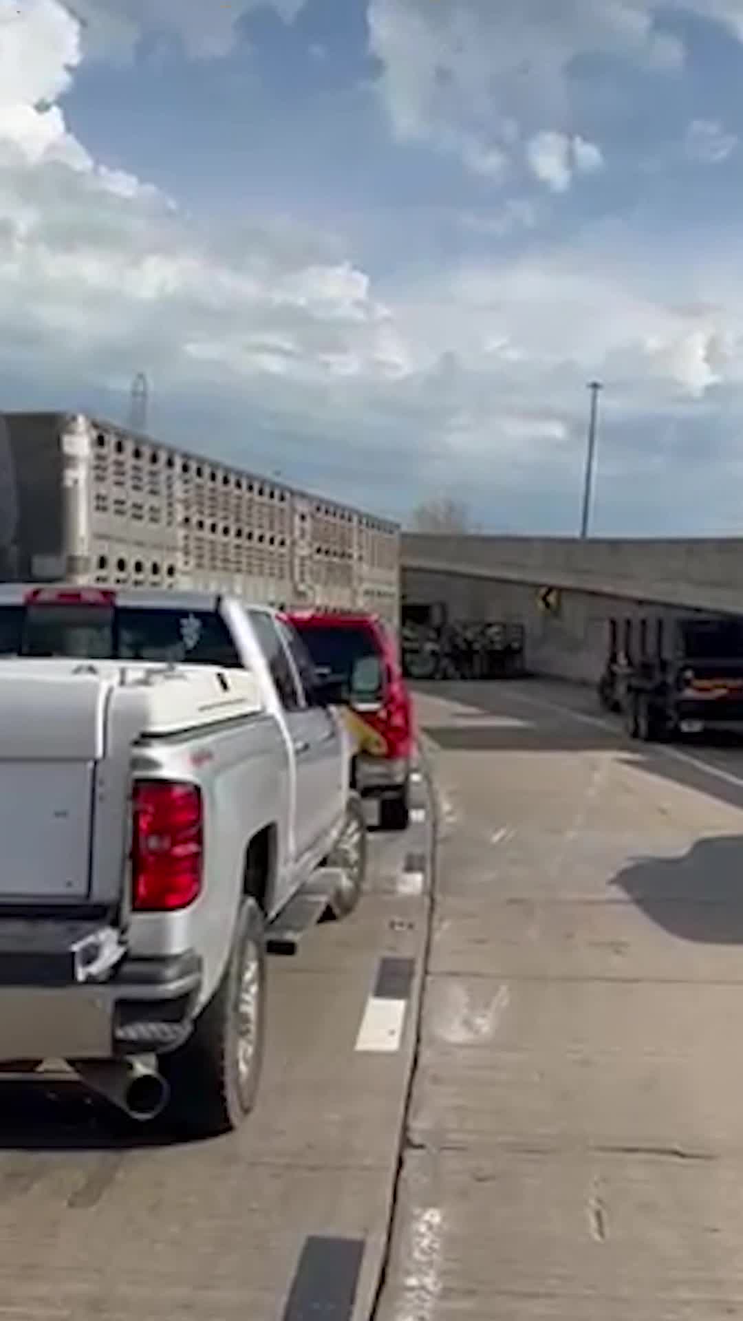 Video shows aftermath of truck rollover crash in Indiana carrying dairy cows