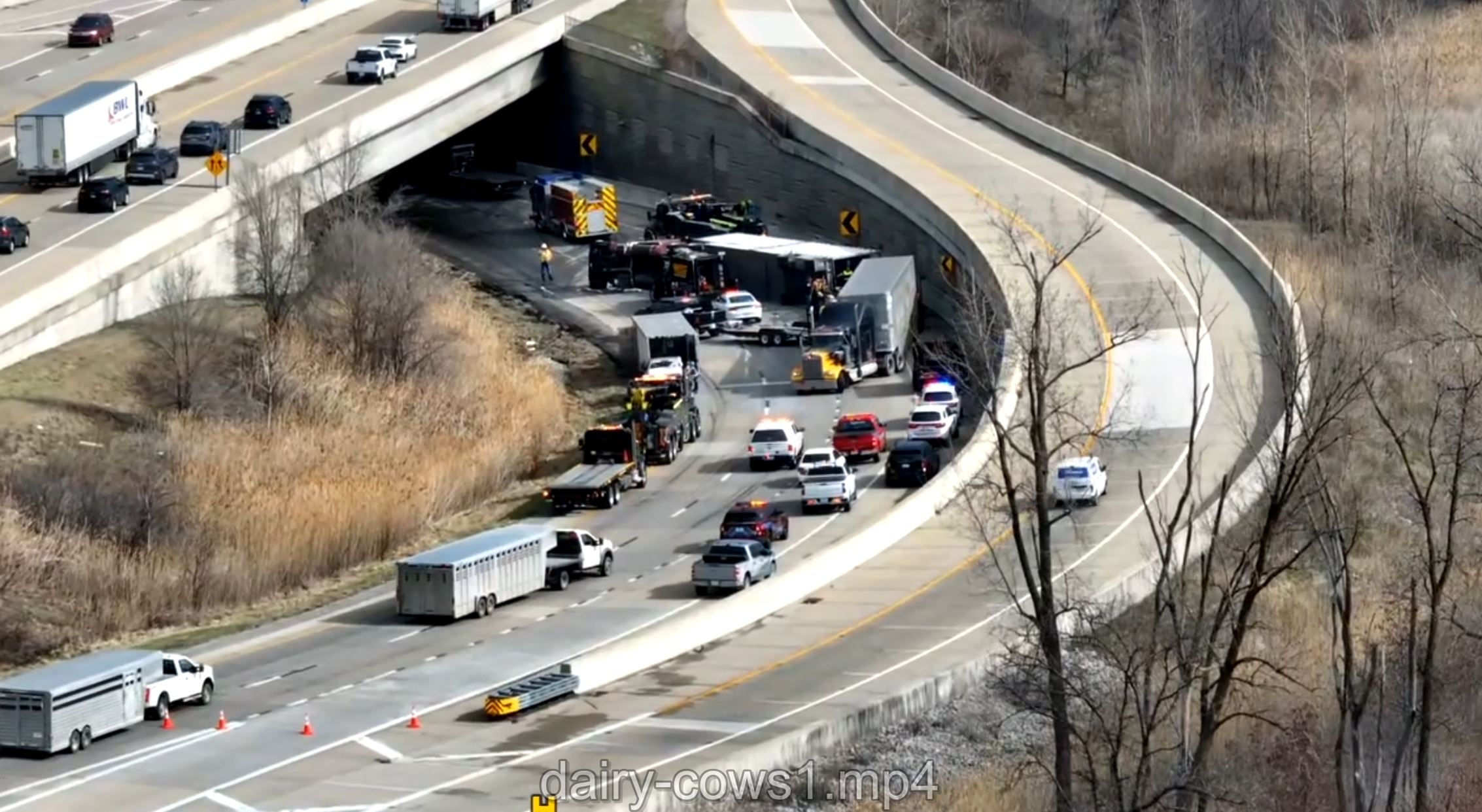 Drone video: Truck rollover crash in Indiana leaves two cows injured