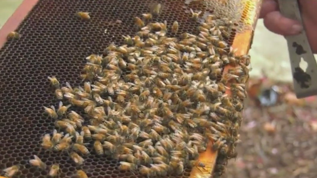 Brookfield Zoo Chicago is buzzing with excitement