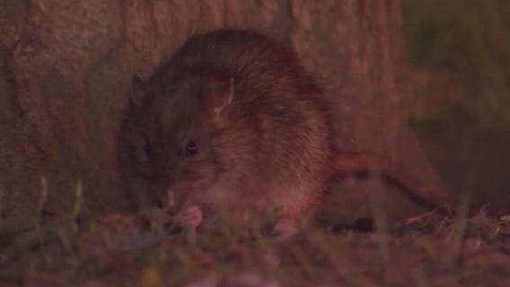 Chicago neighborhood to deploy rat birth control
