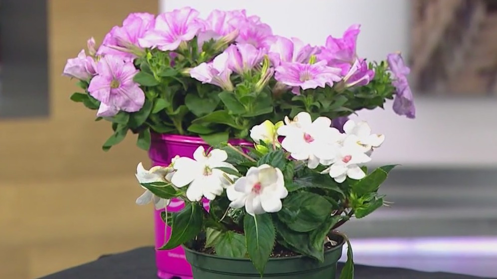 Seed Your Future sprouts new opportunities for jobseekers