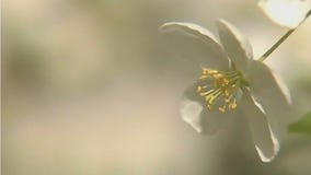 Spring allergy season returns with a vengeance