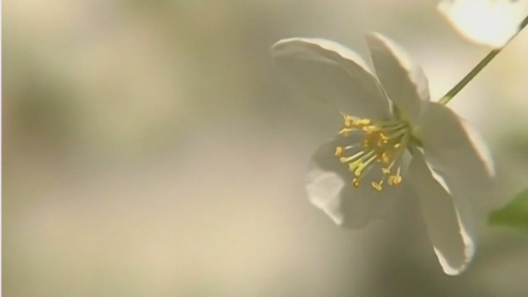 Spring allergy season returns with a vengeance