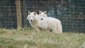 Scientists bring dire wolves back from extinction