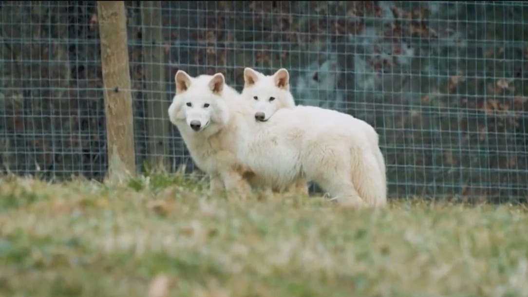 Scientists bring dire wolves back from extinction