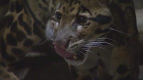 Don't be fooled by the cuteness of this baby clouded leopard at Brookfield Zoo Chicago
