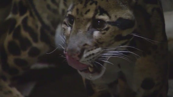 Don't be fooled by the cuteness of this baby clouded leopard at Brookfield Zoo Chicago