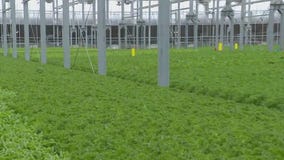 Gotham Greens is where sustainability meets innovation