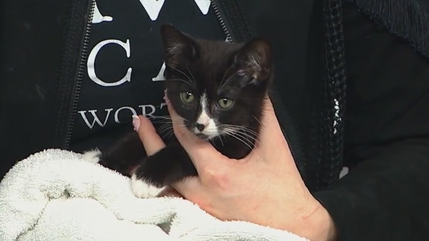 Foster opportunities always available with PAWS Chicago