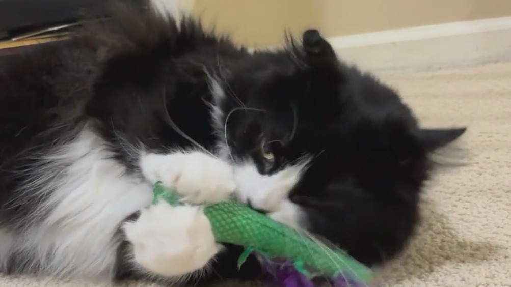 Bird flu in cats could raise human risk, experts warn