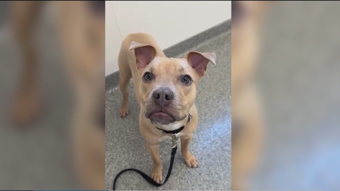 PAWS Chicago medical miracles: Meet Ella