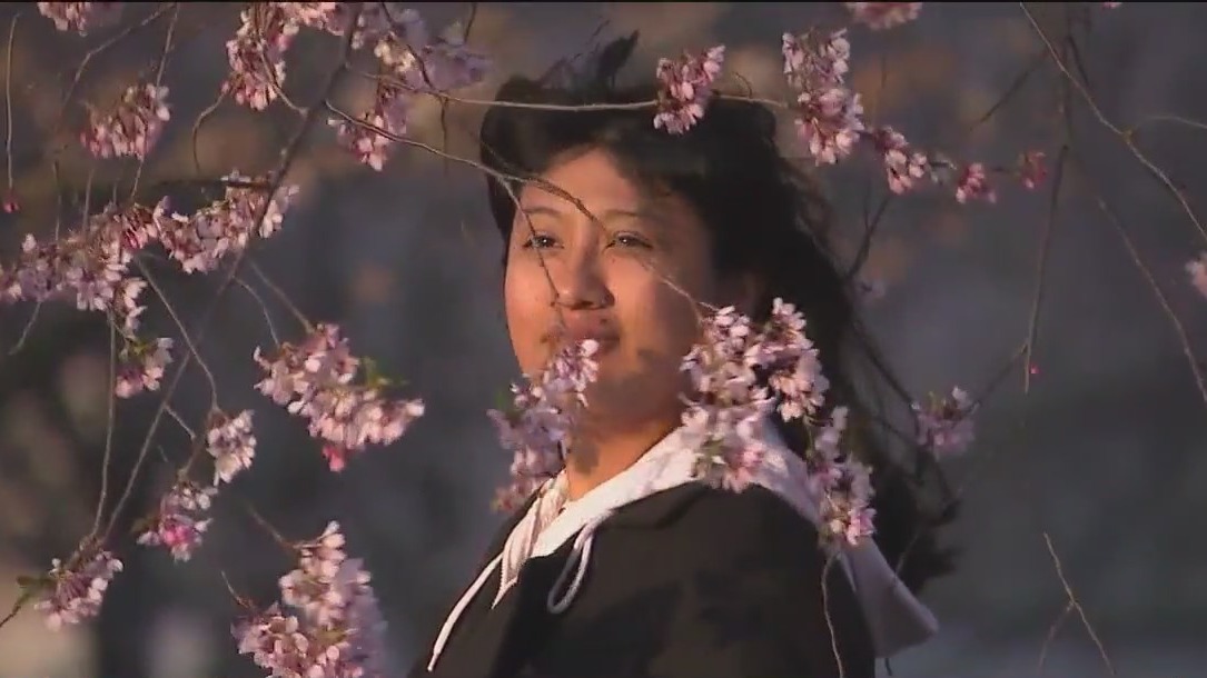 Jackson Park cherry blossoms emerge