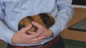 The glory of guinea pigs on full display at Brookfield Zoo Chicago