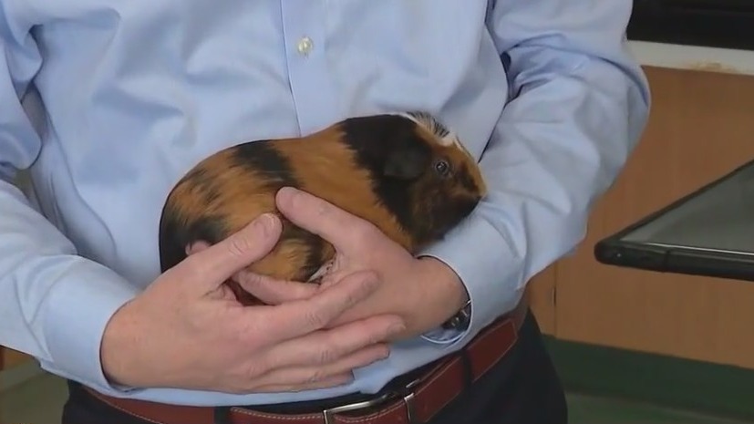 The glory of guinea pigs on full display at Brookfield Zoo Chicago