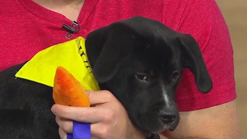 'Slice to Meet You' fundraiser celebrated as success for PAWS Chicago