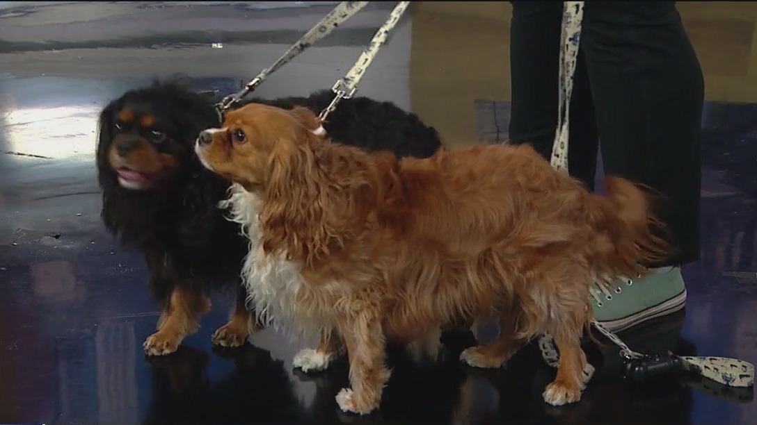 Brushing up on dog walking etiquette tips