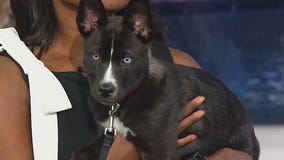 'Inseparable' puppies saved from euthanasia looking for their forever home