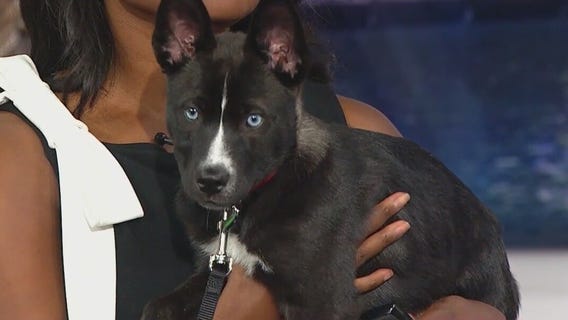 'Inseparable' puppies saved from euthanasia looking for their forever home