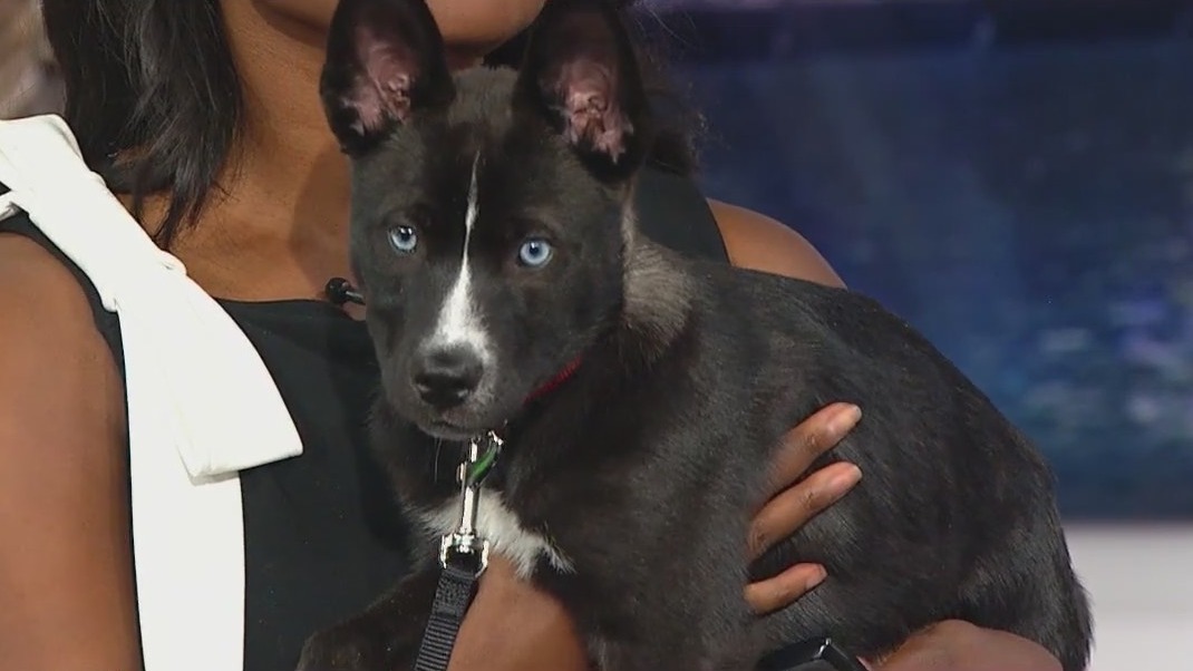 'Inseparable' puppies saved from euthanasia looking for their forever home