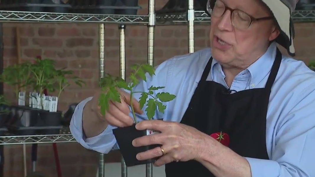 Gardening season tips from the legendary Chicago Tomato Man