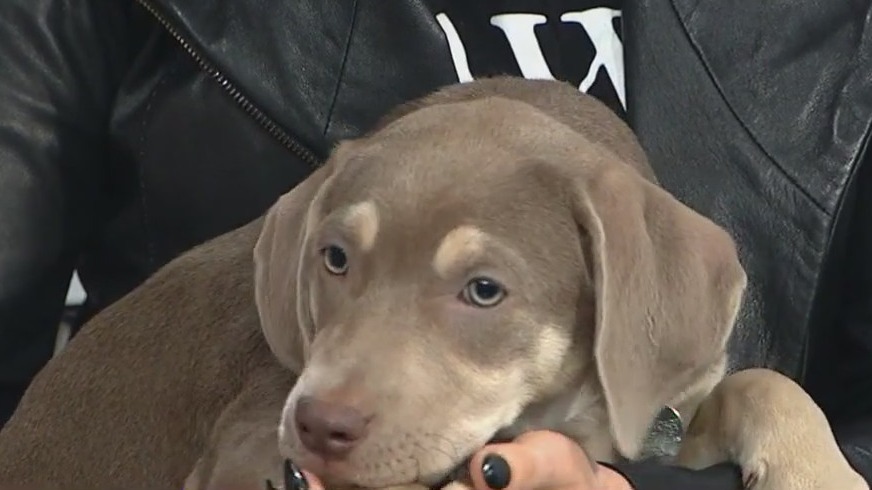 PAWS Chicago rolls out full lineup of adoption events, fundraisers