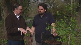 Arbor Day takes root at Morton Arboretum