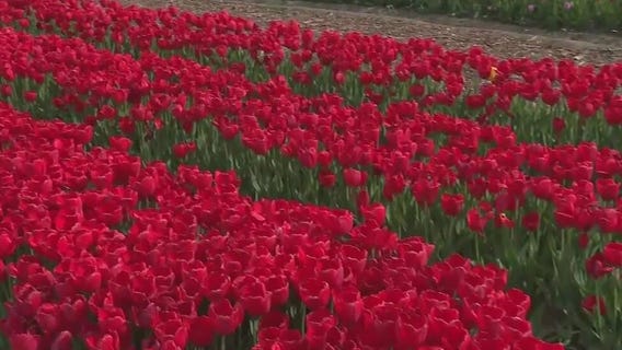 It's a tulip lovers paradise at Harvest Tyme Family Farm