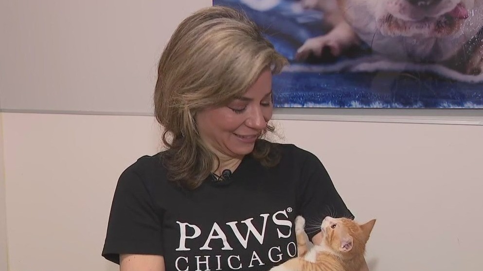 PAWS Chicago hosts major Spay Day to help 200 homeless cats