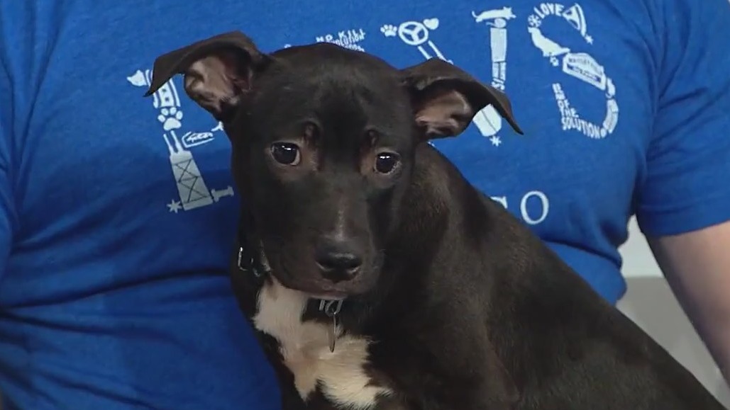 PAWS Chicago upcoming adoption events