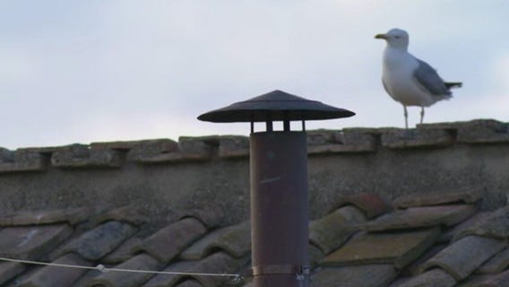 Vatican seagull steals the show during Conclave | ChicagoNOW