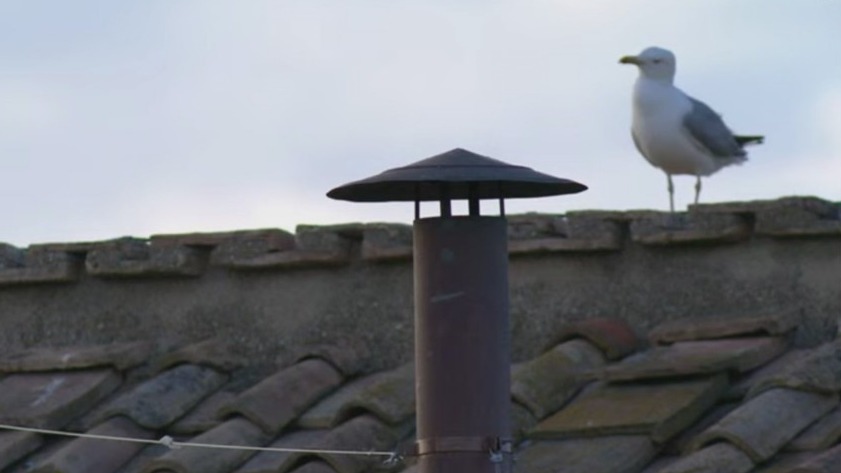 Vatican seagull steals the show during Conclave | ChicagoNOW