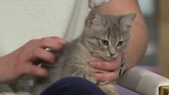 Paws & Claws in Evanston celebrates 5 years with fundraising ball