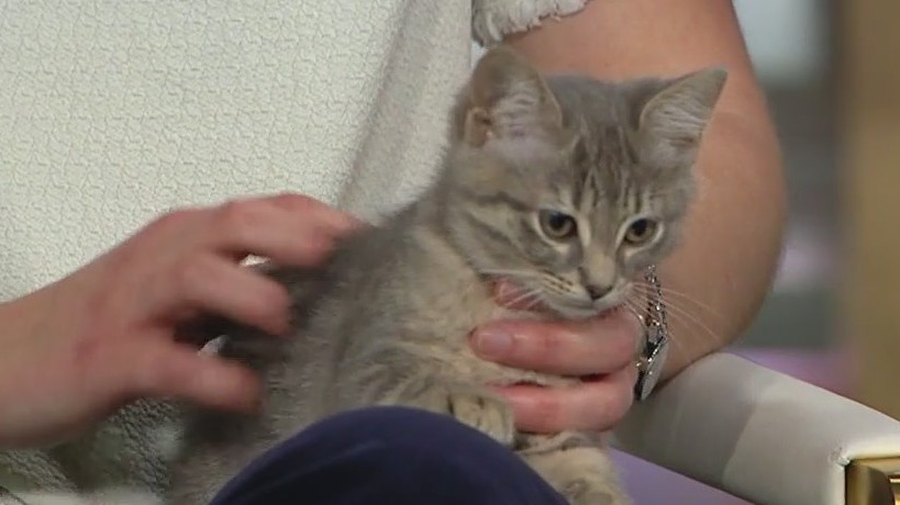 Paws & Claws in Evanston celebrates 5 years with fundraising ball