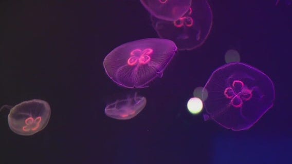 Moon jellies dazzle with spectacular color at Brookfield Zoo Chicago