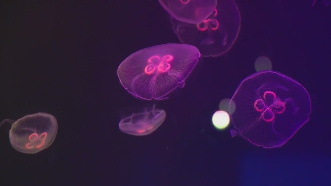 Moon jellies dazzle with spectacular color at Brookfield Zoo Chicago