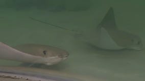 Get hands-on with the stingrays at Shedd Aquarium