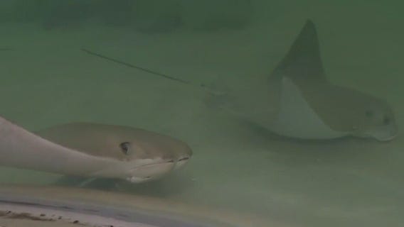 Get hands-on with the stingrays at Shedd Aquarium